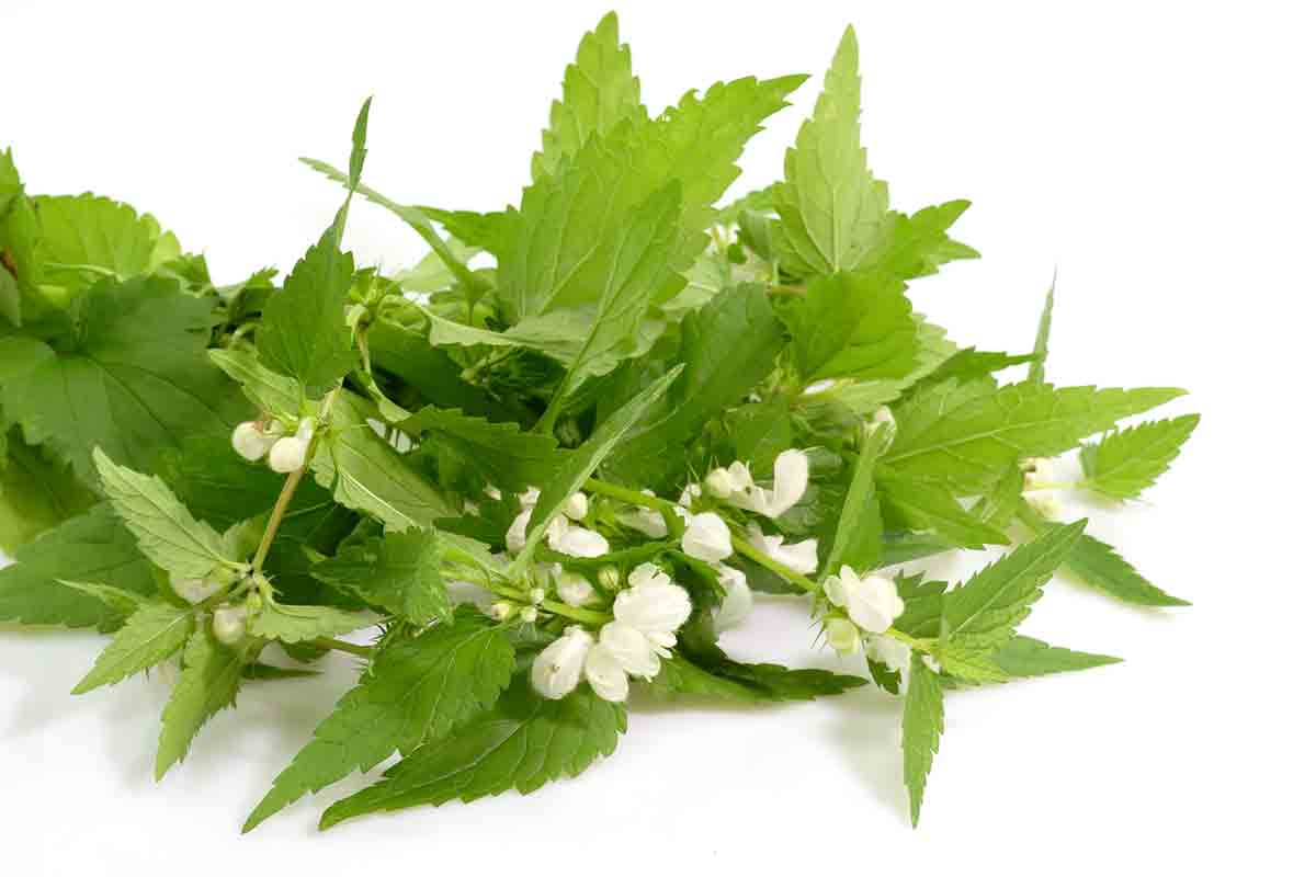 A bunch of stinging nettles on a white background.