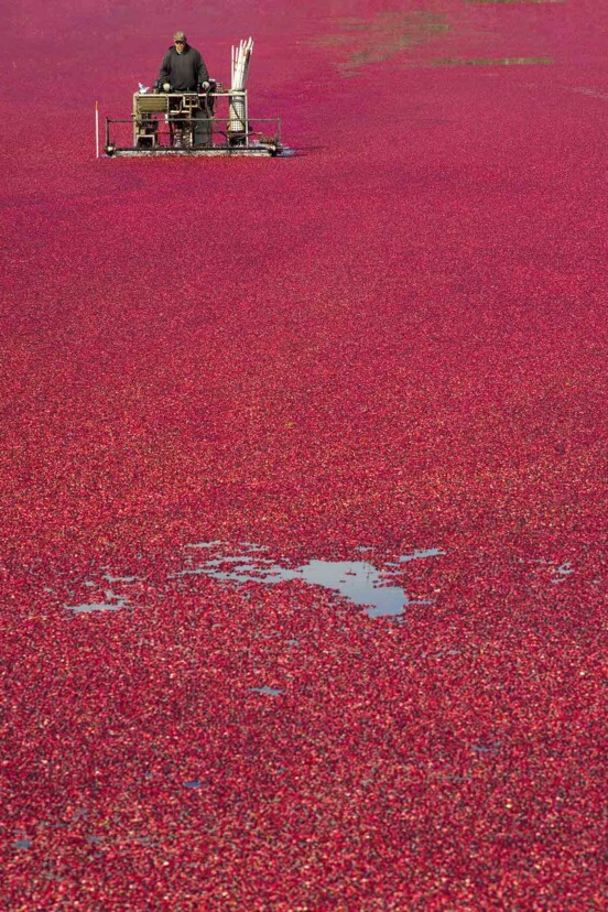 A vibrant red cranberry bog.