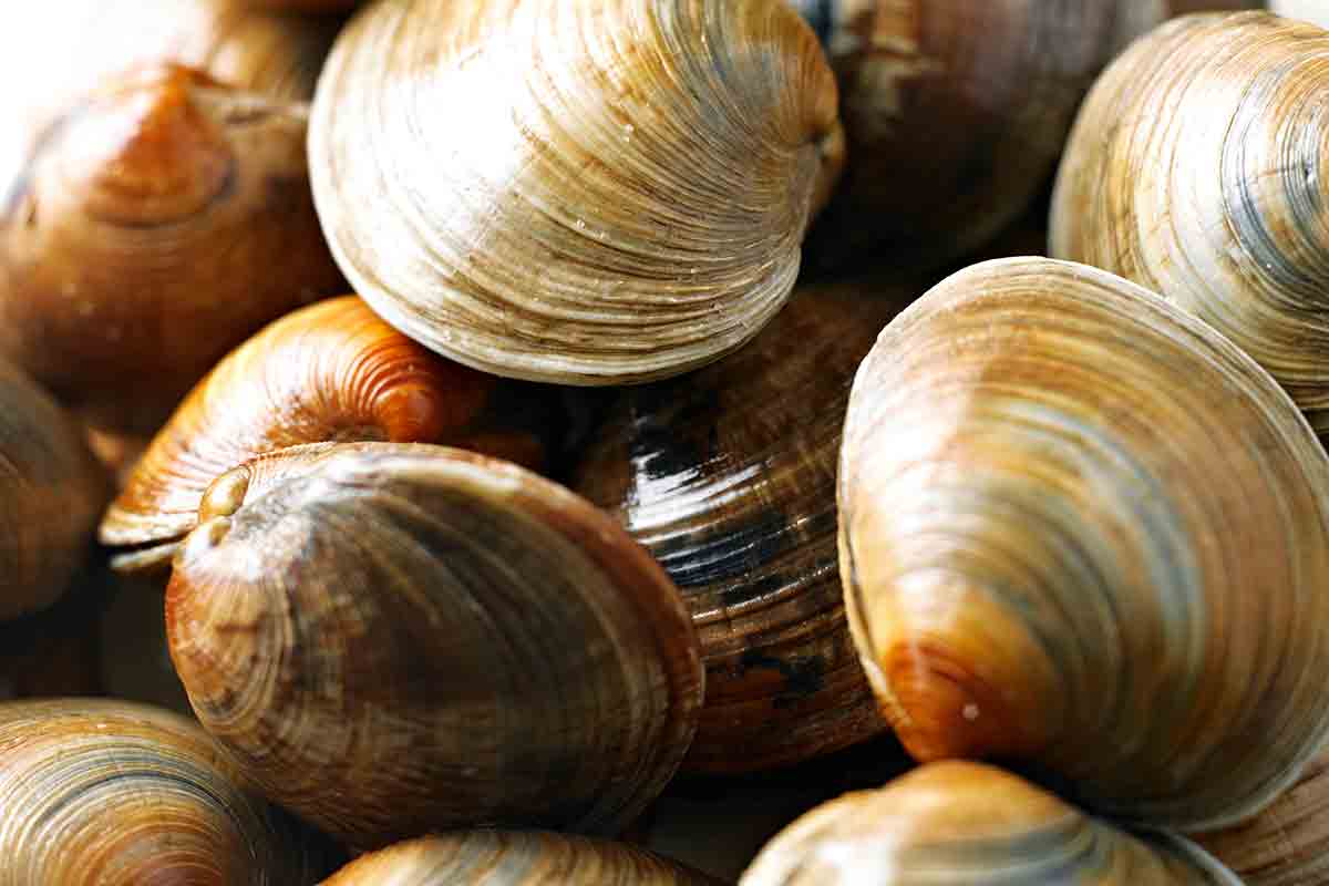 a pile of quahogs or chowder clams.