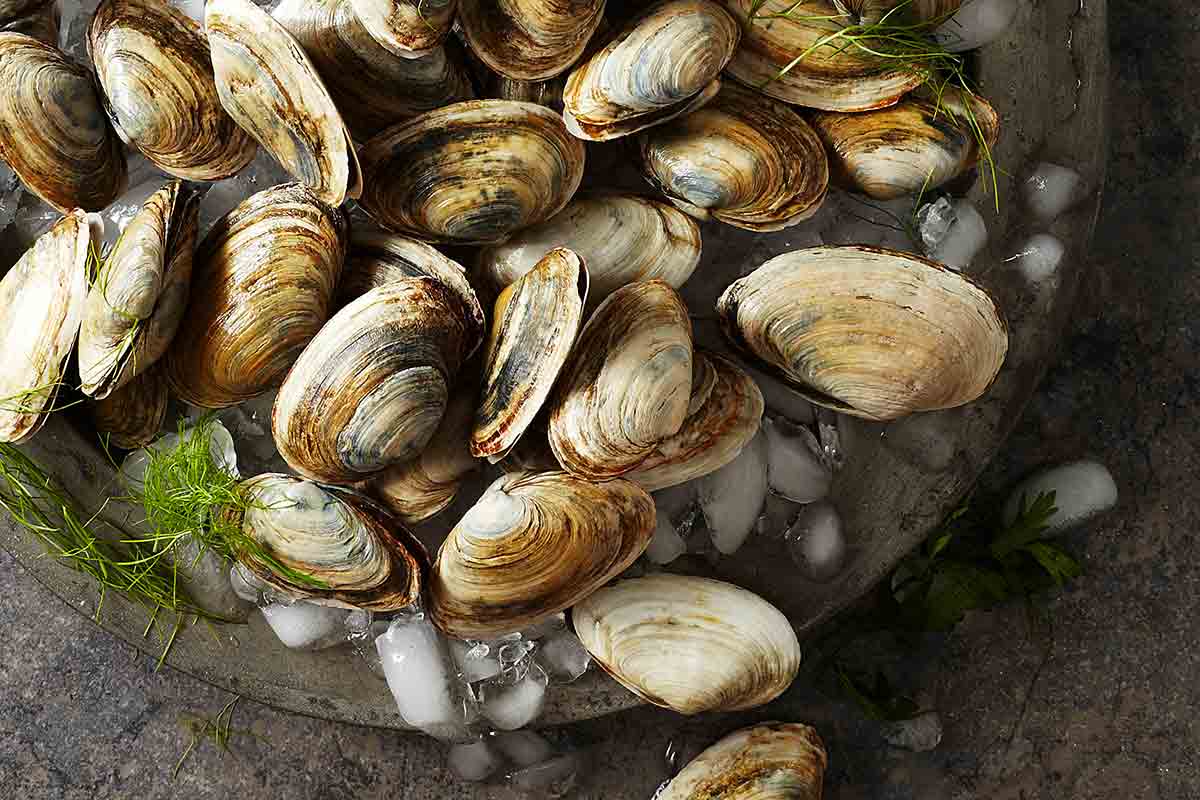 A platter of steamer clams on ice.