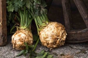 Two celery roots with greens attached leaning against an old wooden wheel.