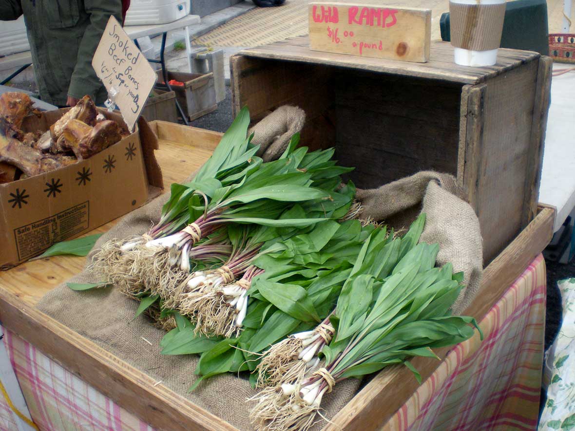 Although it’s not at all early spring here, I went to one of our large farmers markets and purchased scapes. When I asked the farmer how she could still have scapes when they are an early-season green, she replied, “We grow a lot of garlic.” The scapes were beautiful. I treated them just like the ramps in the instructions, and the result was a very tasty. As the author suggests, another alternative for ramps would be chives, which happily are available year-round. How to use this butter? On bread or toast. Or a crusty roll. Or crackers. Stuffed into a baked potato. Dolloped onto mashed potatoes. Inside a baked sweet potato. Spread onto corn on the cob. Atop sauteed or steamed vegetables, from cauliflower or broccoli to asparagus to green beans, and more! Sautéeing mushrooms? Use this butter! Scramble eggs in this butter or fry eggs in it. Use the butter on a variant of garlic bread. Put this on your butter dish for any holiday with a green theme or where green would be appropriate, from St Patrick's Day to Easter to Thanksgiving and Christmas. Serve it on a bagel with lox as somewhat of a combination of butter and chive cream cheese.