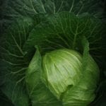 A close-up of a large, deep green cabbage.