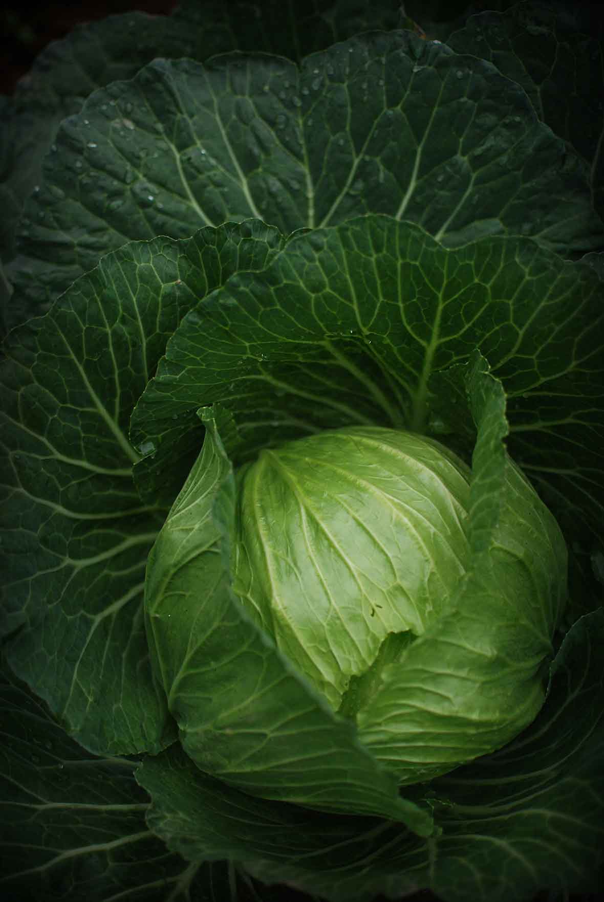 A close-up of a large, deep green cabbage.