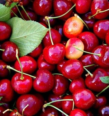 Cherry Picking Season
