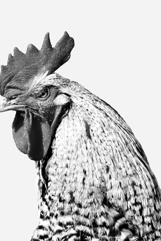 A black and white photograph of an angry rooster representing the debate on whether fried chicken should be served steaming hot or picnic warm.