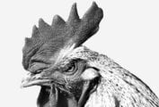 A black and white photograph of an angry rooster representing the debate on whether fried chicken should be served steaming hot or picnic warm.