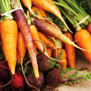 Fresh carrots and beets piled up in bunches.