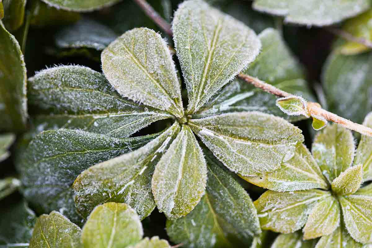 A close-up of frost covered periwinkle