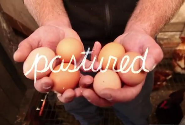 Pastured Eggs