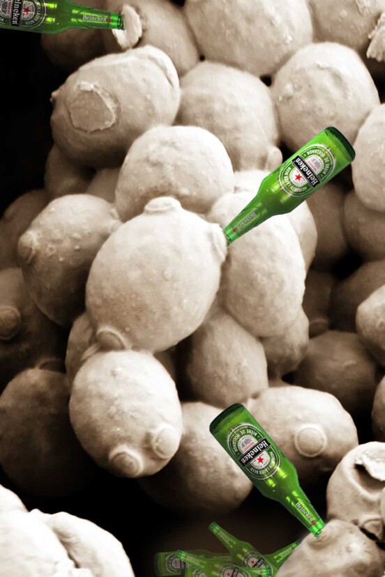 Microscopic sourdough yeast with bottles of Heineken beer superimposed to make ti look like the yeast are drinking.