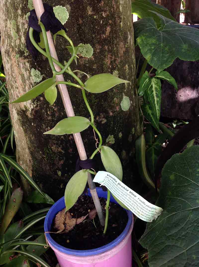 Vanilla Bean Plant