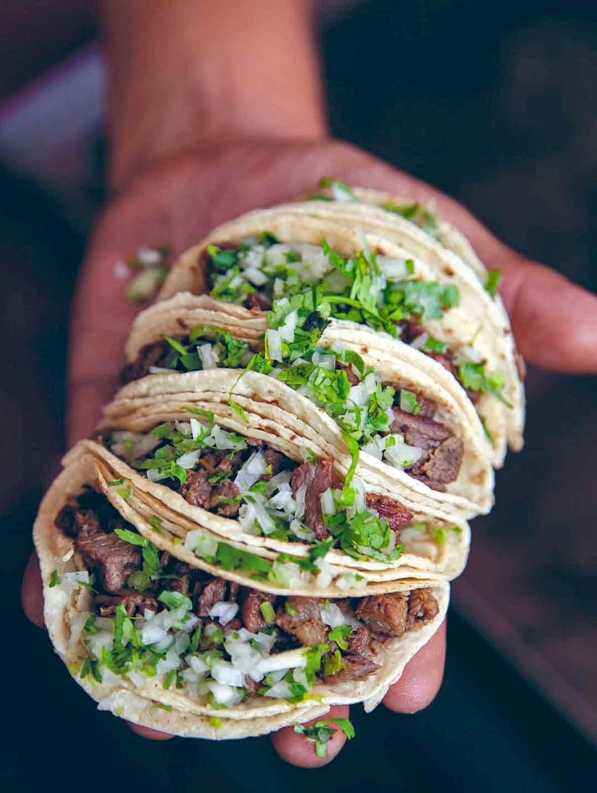 Man's hand holding four beef tongue tacos, or taquitos de lengua, filled with cubed meat, onions, cilantro