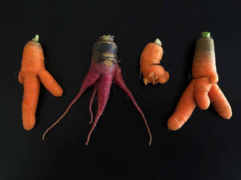 Deformed Carrots