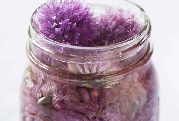 A Ball jar filled with chive blossom vinegar and the blossoms