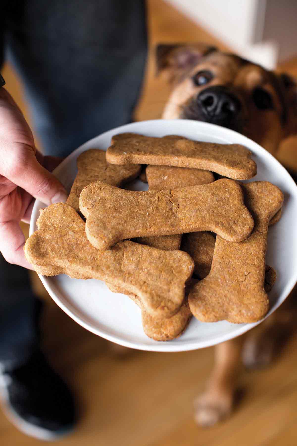 A person holding a white platter filled with homemade dog treats and a dog looking at them.