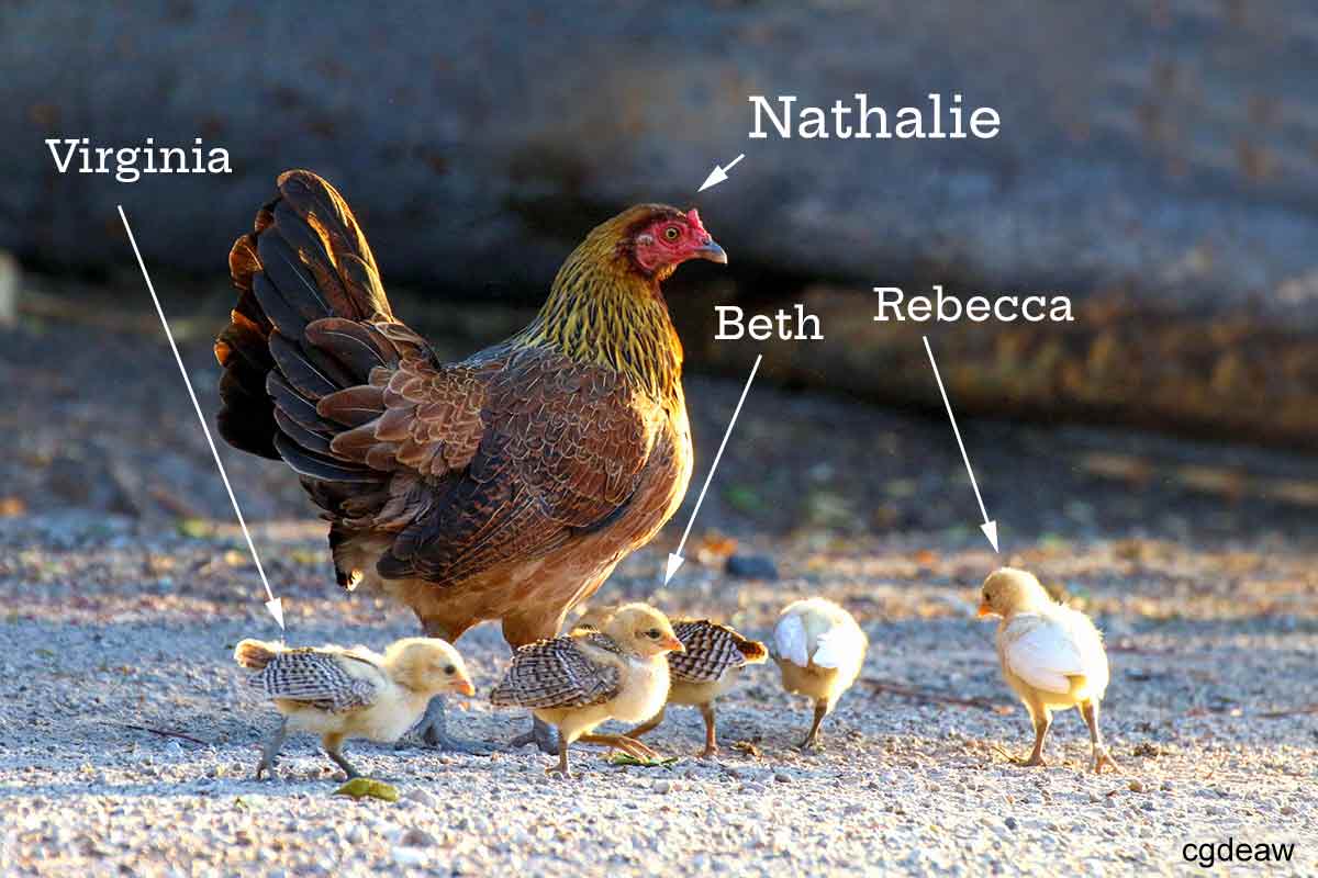 A picture of chickens and a hen for the podcast Talking With My Mouth Full.