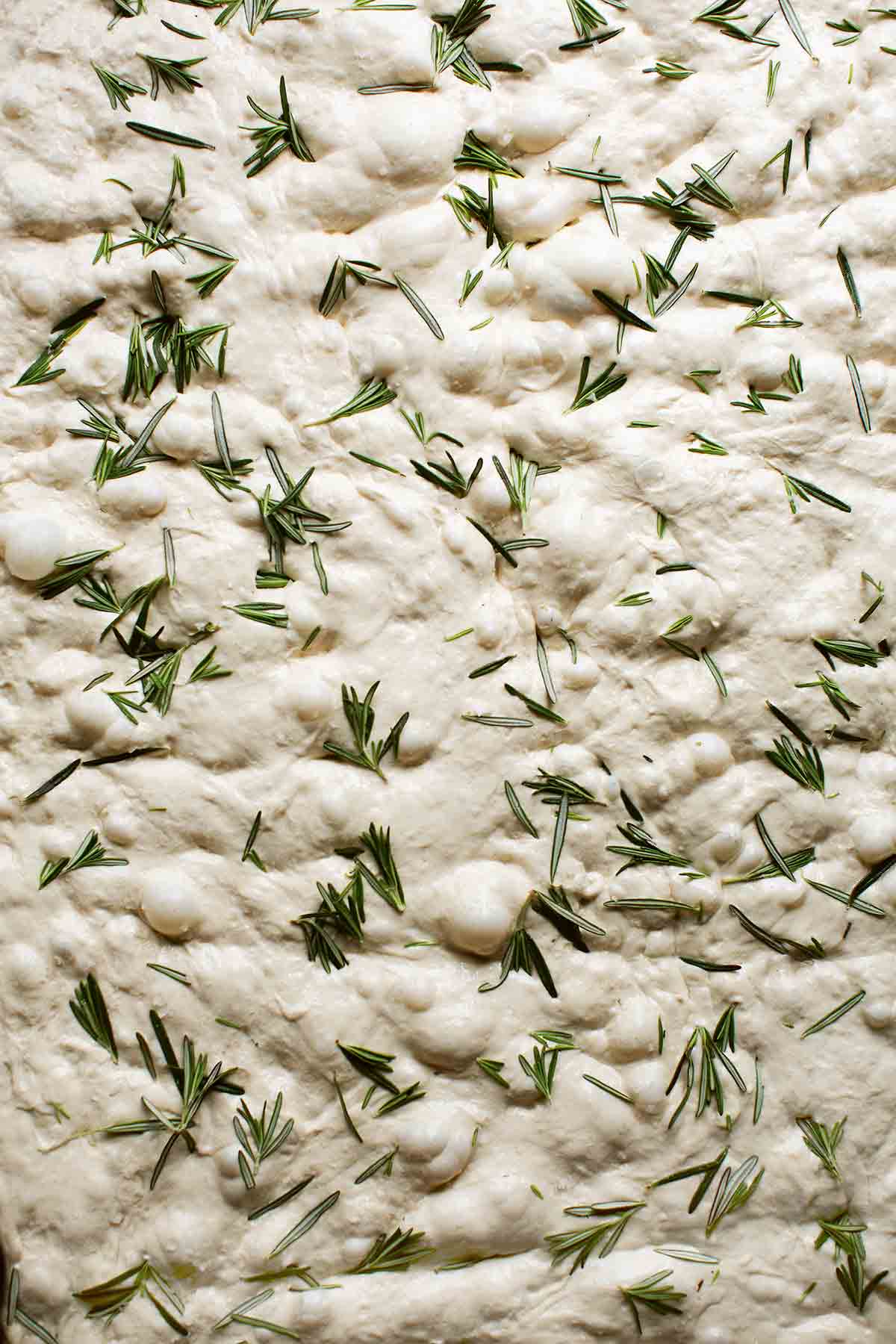 An uncooked loaf of red onion and rosemary focaccia.