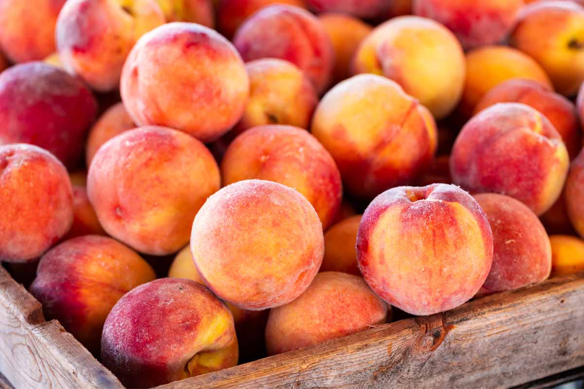 Perfectly ripe peaches in a wooden crate.