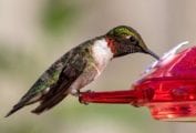 A hummingbird feeding on nectar from a red feeder as part of the writing 'how to make hummingbird nectar'.