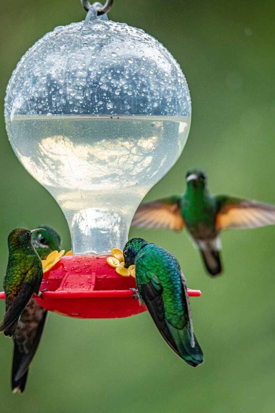 Three hummingbirds feeding on nectar from a feeder and one flying towards it as part of the writing 'how to make hummingbird nectar'.