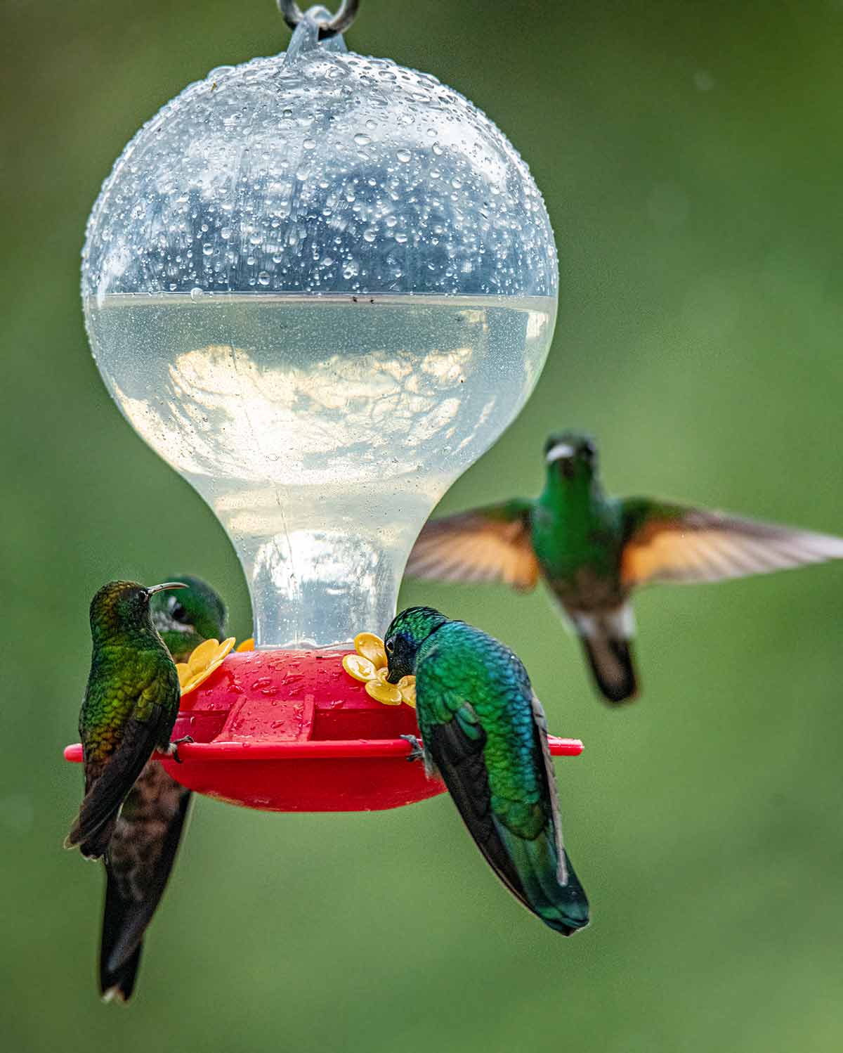 Three hummingbirds feeding on nectar from a feeder and one flying towards it as part of the writing 'how to make hummingbird nectar'.