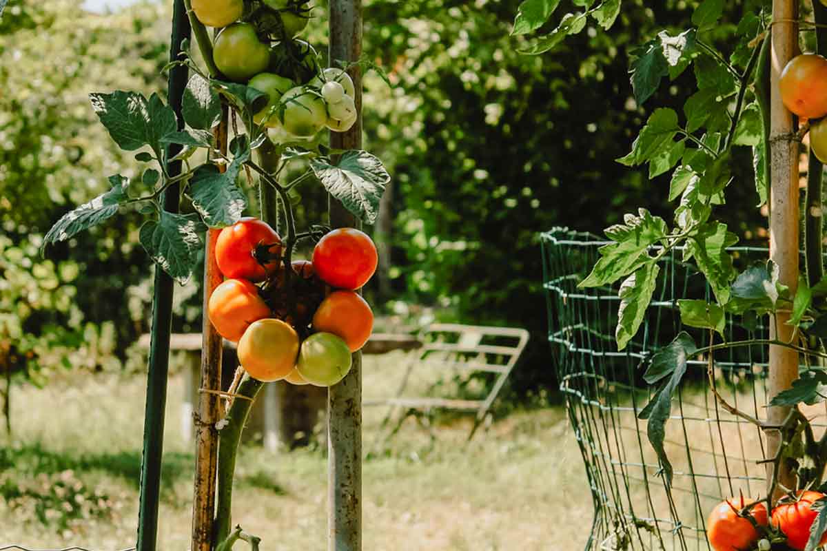 Tomatoes in various stages of ripeness hanging from tomato vines.
