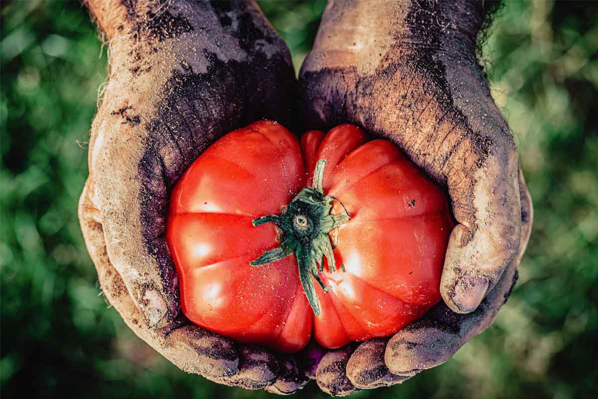 Ripe Tomato in a Farmer's dirt-covered hands.