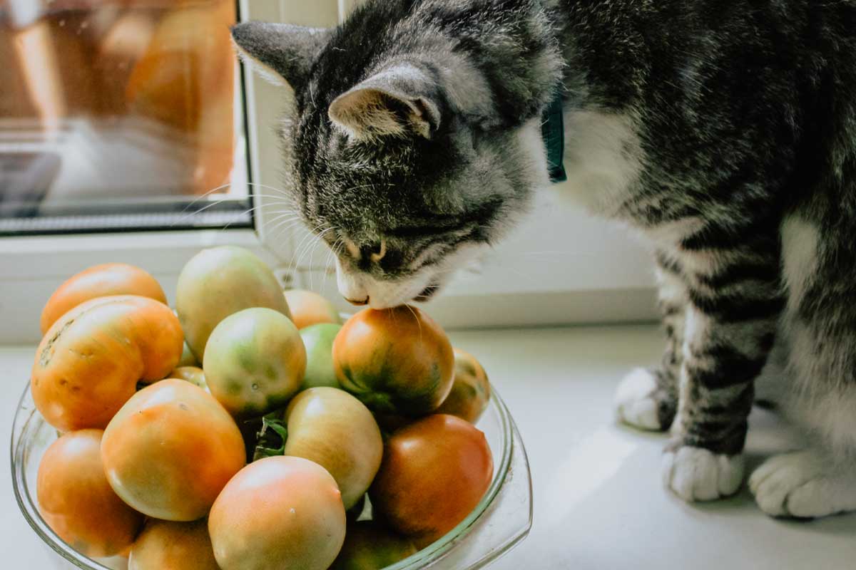 Seekor kucing mengendus semangkuk tomat mentah.