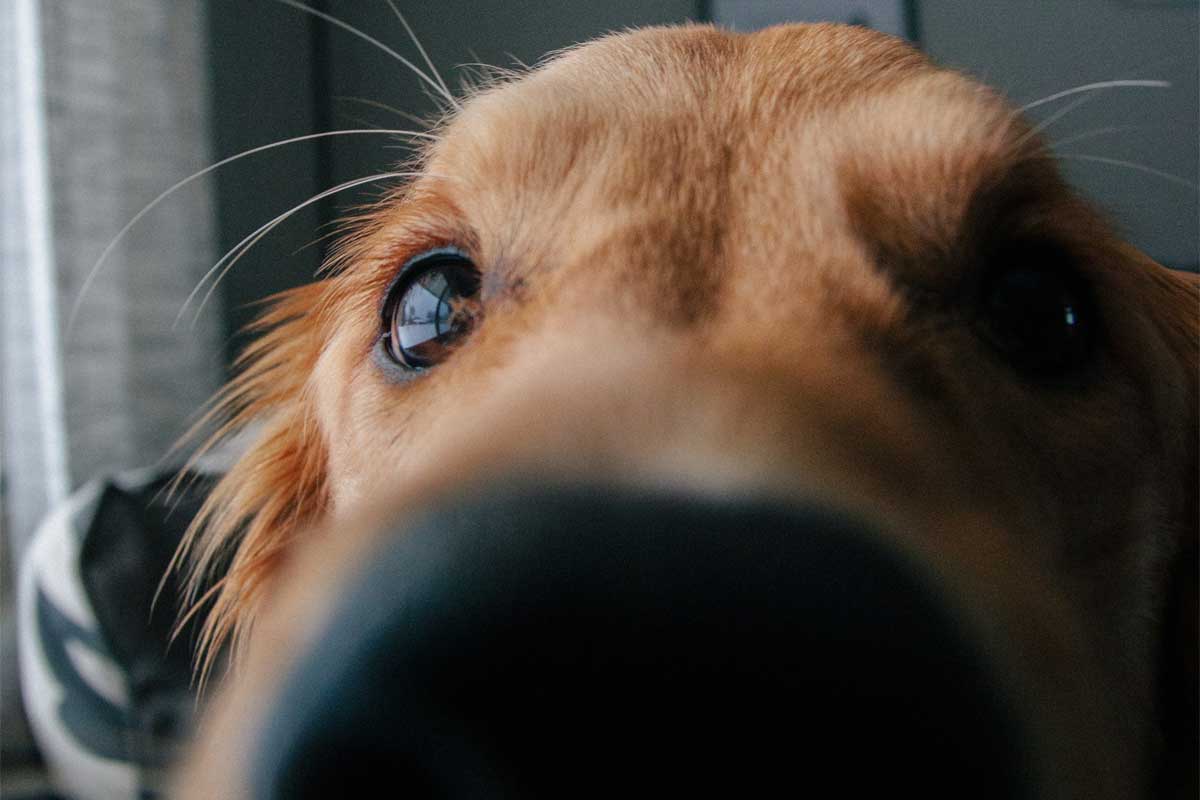 A close up shot of a dog's nose for the podcast Talking With My Mouth Full, Ep. 33: Kate McDermott: How to Make Pie Crust.