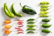 A collection of chile peppers as illustration for 'what's the difference among chile peppers?'