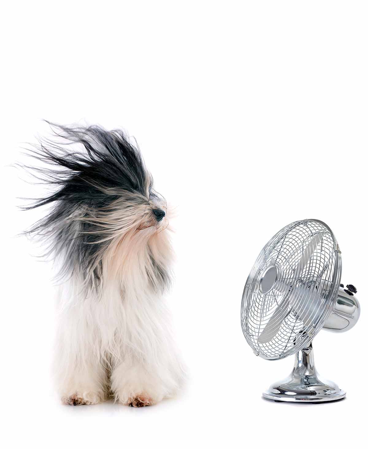White and black long haired dog with hair being blown by a fan.