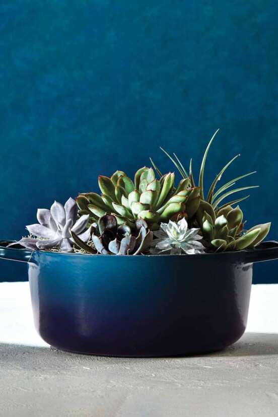 A dutch oven with a succulent in it from the line where Le Creuset introduces Its newest color, agave.