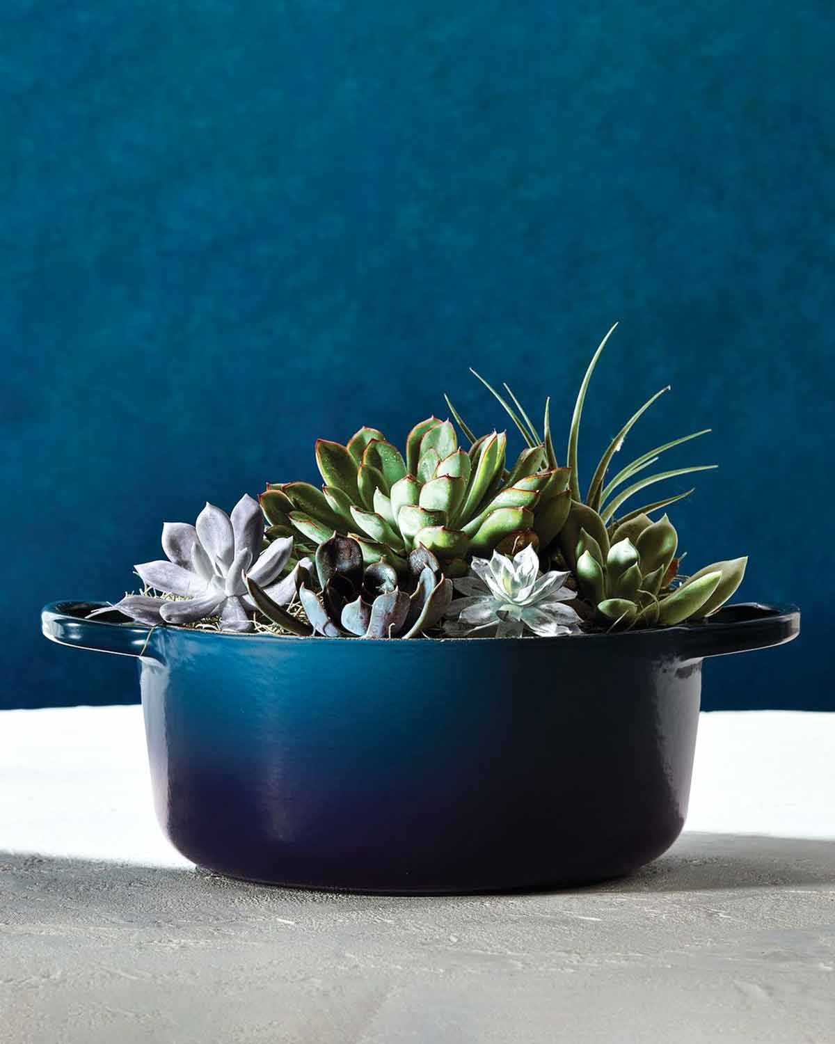 A dutch oven with a succulent in it from the line where Le Creuset introduces Its newest color, agave.