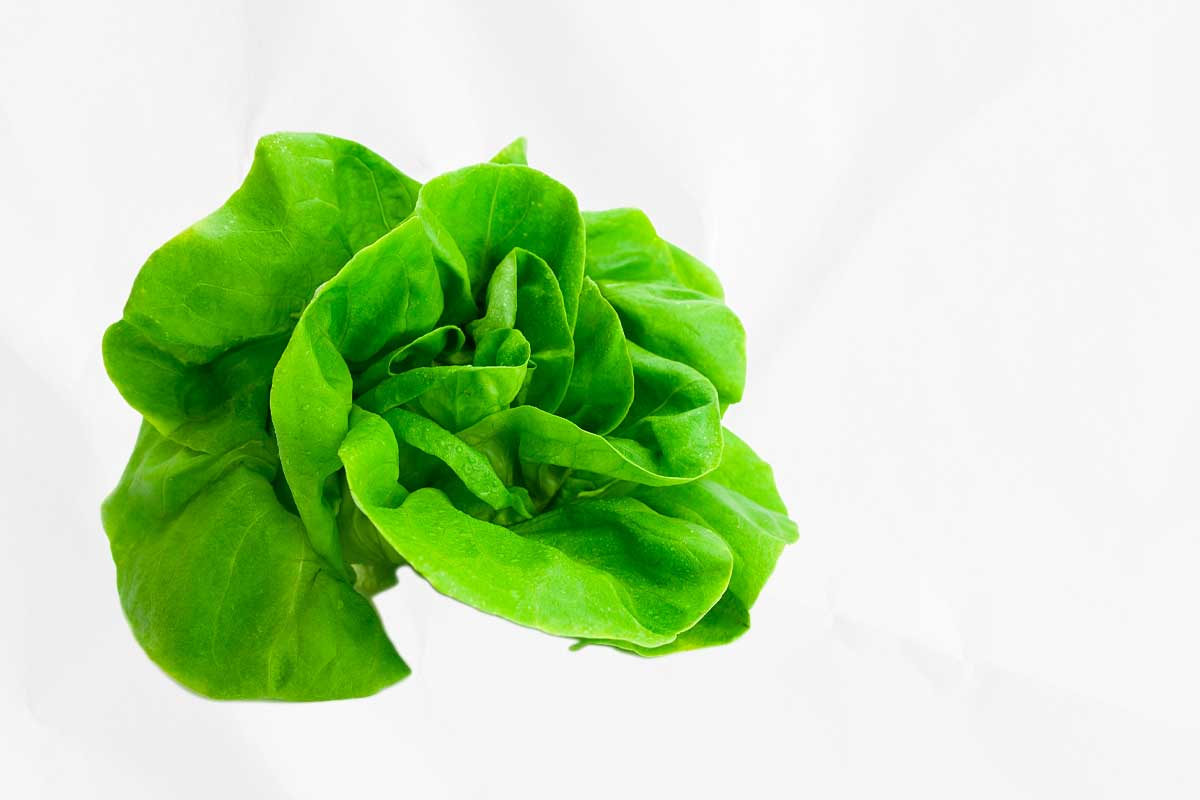A head of bibb lettuce, as illustration of how to choose the right salad greens for you.