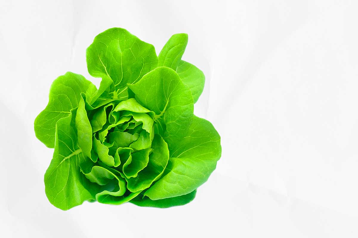 A head of boston lettuce, as illustration of how to choose the right salad greens for you.