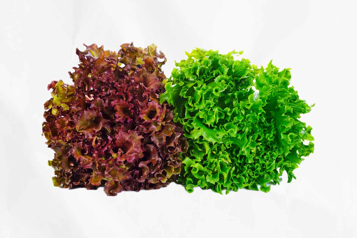 Two heads of red and green lettuce, as illustration of how to choose the right salad greens for you.
