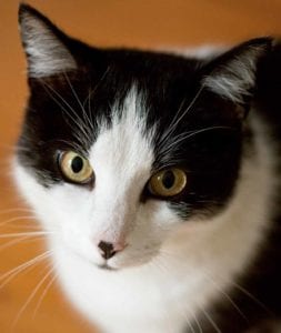 A black and white cat as illustration for the writing 'are you causing your cat whisker stress at dinner?'