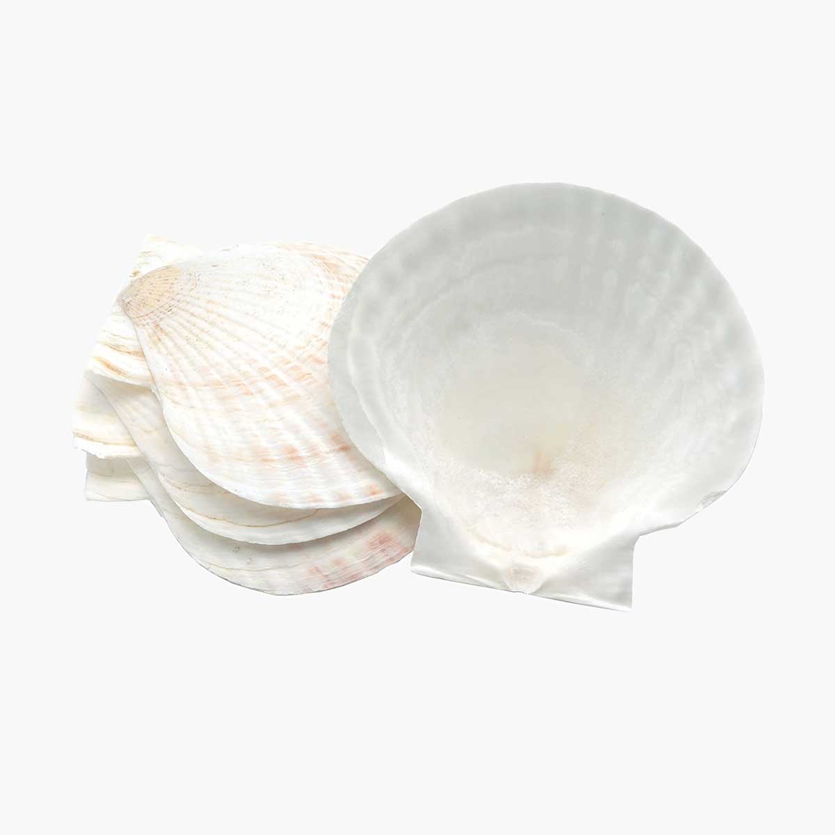 Scallop serving shells for the 70s dinner party.