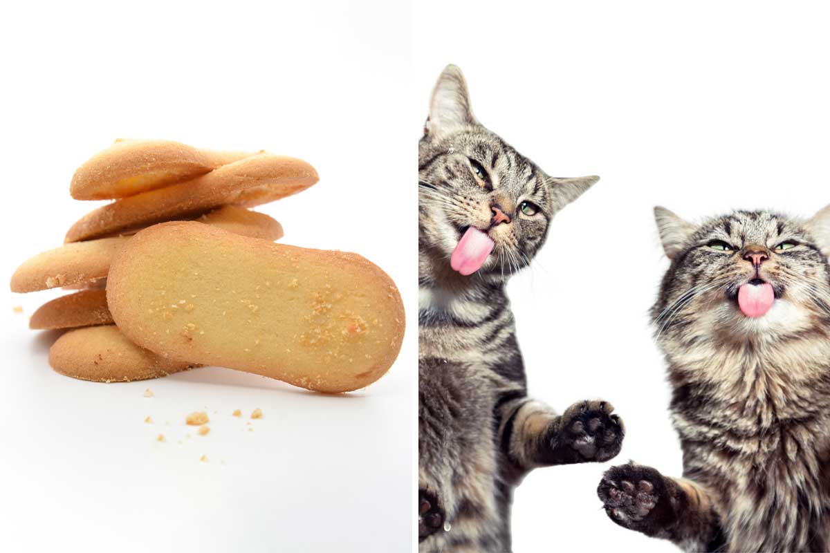 A picture of a stack of golden biscuits beside a picture of 2 tabby cats with their tongues sticking out.