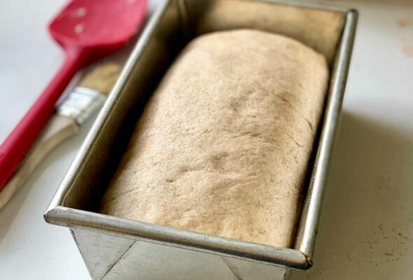 Cinnamon raisin swirl dough rising in a loaf pan.