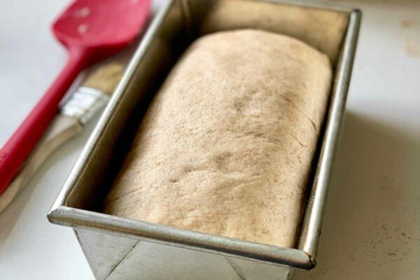 Cinnamon raisin swirl dough rising in a loaf pan.