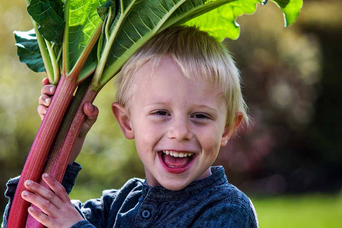 A smiling child holding large stalks of rhubarb.