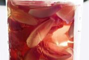A Mason jar filled with pickled shallots, submerged in brine.