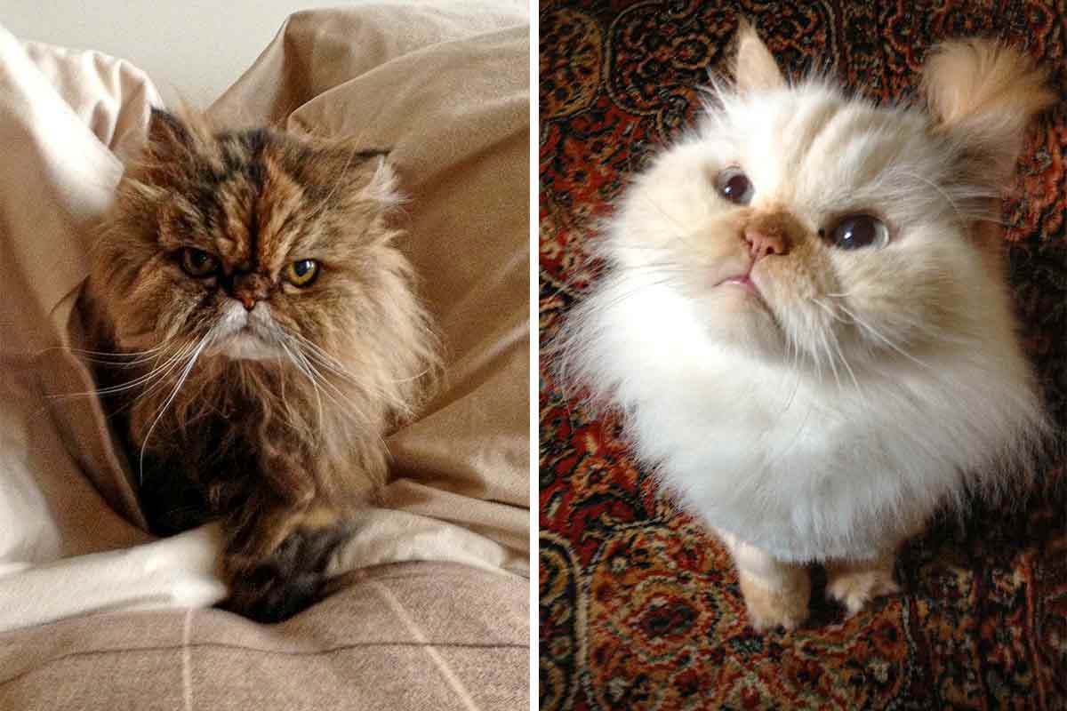 A grid of 2 long-haired cats, brown Raja on the left and white Chloe on the right.