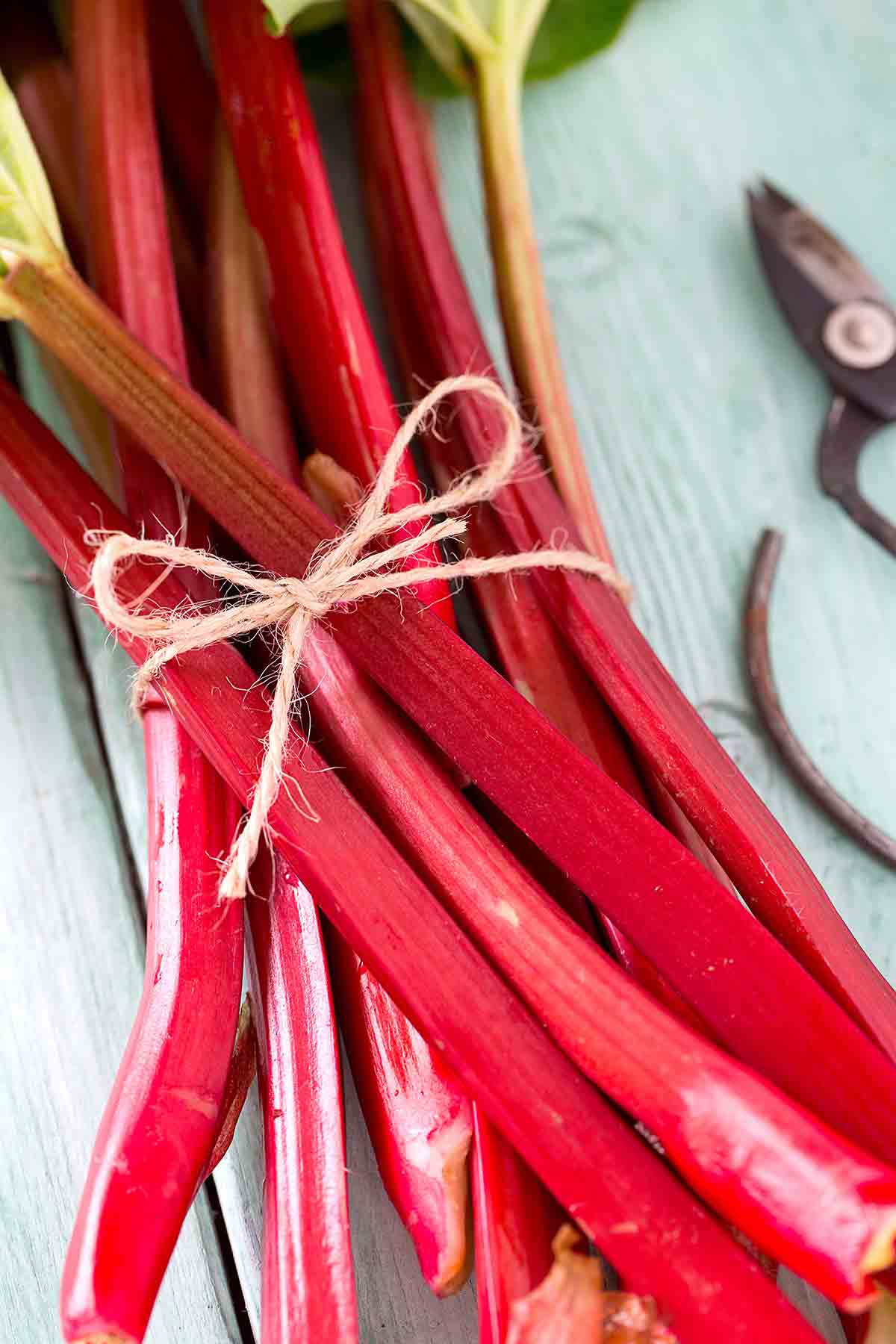 Stalks of rhubarb tied together with twine.