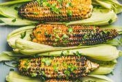 Five ears of grilled corn on the cob in their husks, sprinkled with cilantro.
