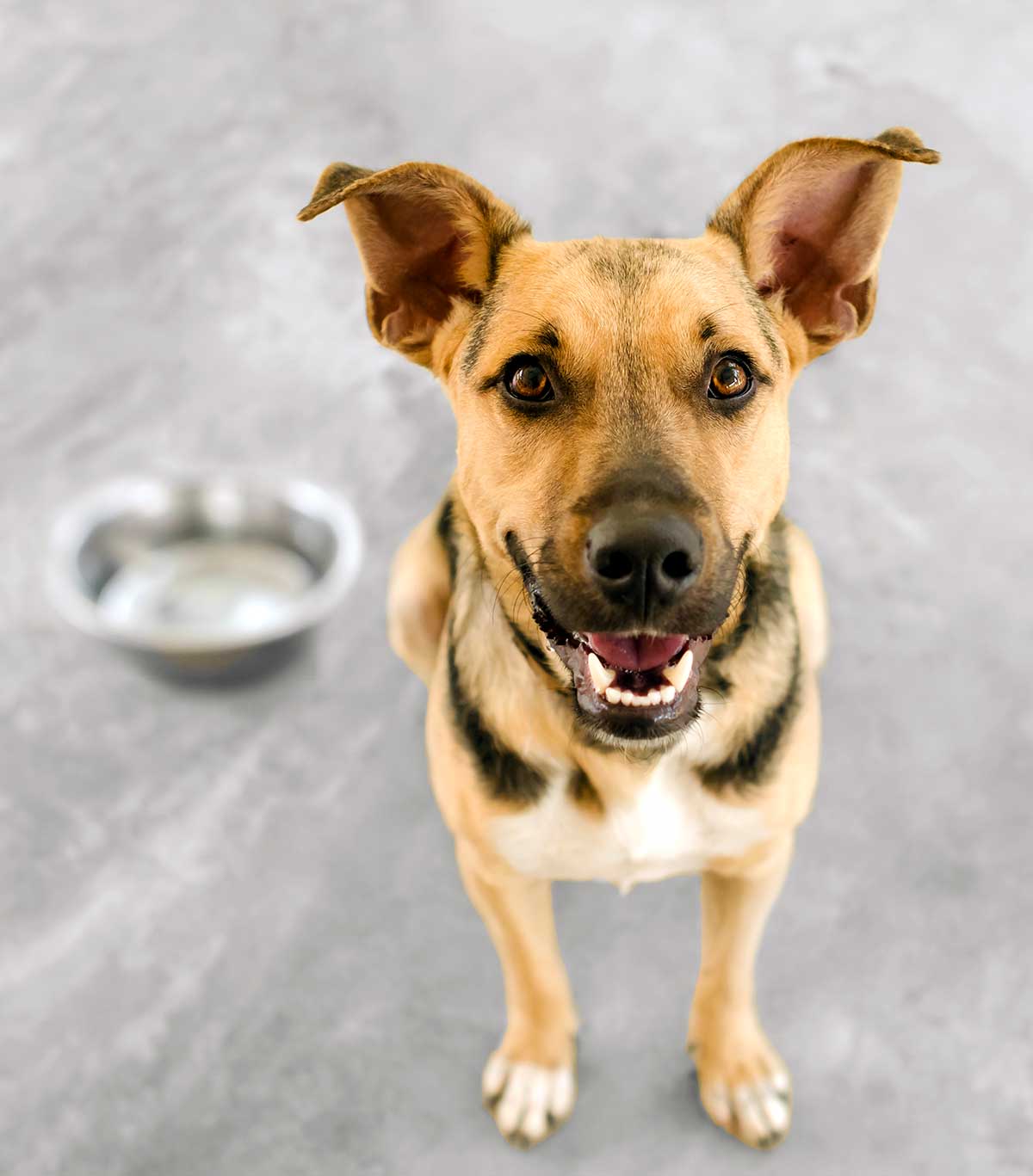 A young dog staring at the camera, a bowl of water nearby