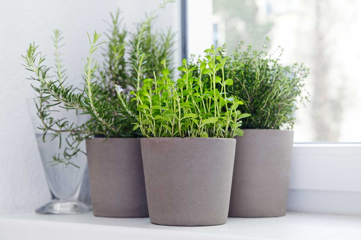 Three herbs in containers--thyme rosemary, and oregano