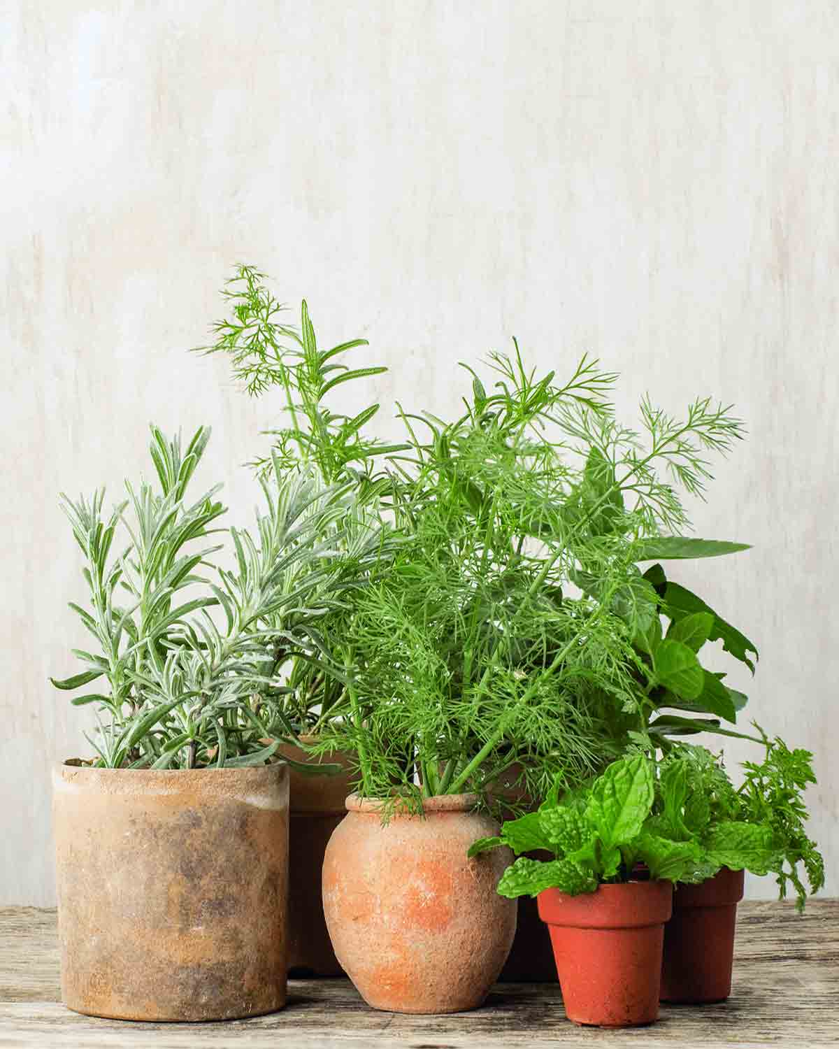 A collection of herbs in containers